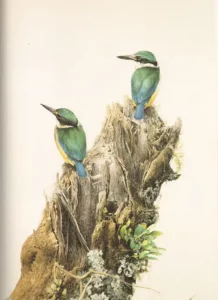 Raymond Ching's art of birds